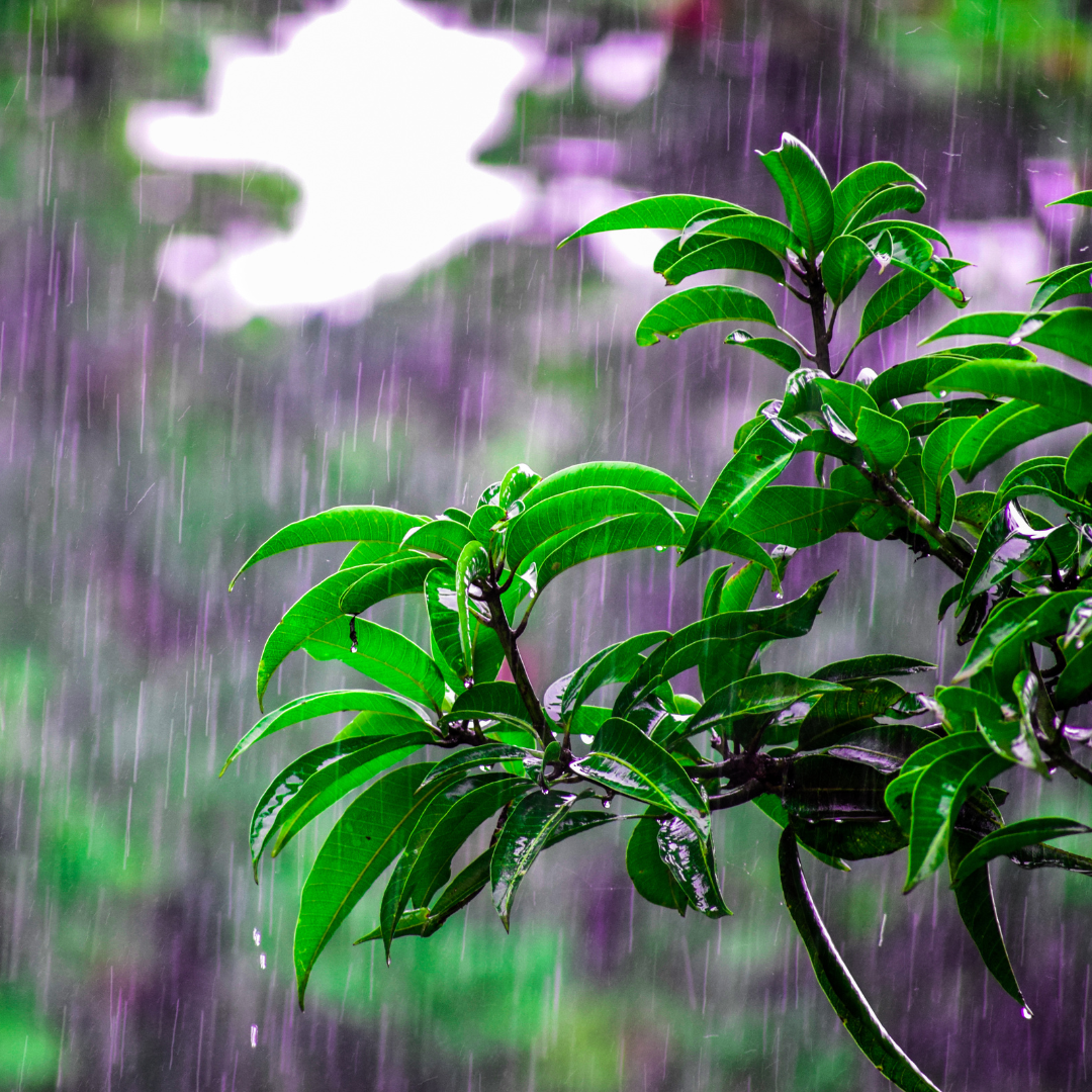 Cuve eau de pluie à Saint-Georges-de-Reneins